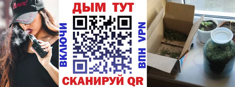 Бошки Шишки семена  Сунжа 